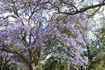 Jacaranda Tree in Spring