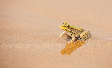The frog sits on the sand on the shore of the lake. Beautiful wildlife landscape with place for text. The concept of protecting wildlife and ecology.