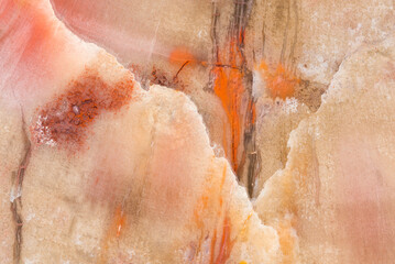 Arizona Petrified Wood Close-up - Triassic Period Fossil