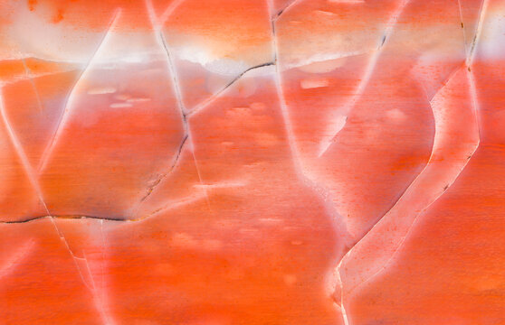 Arizona Petrified Wood Macro Detail