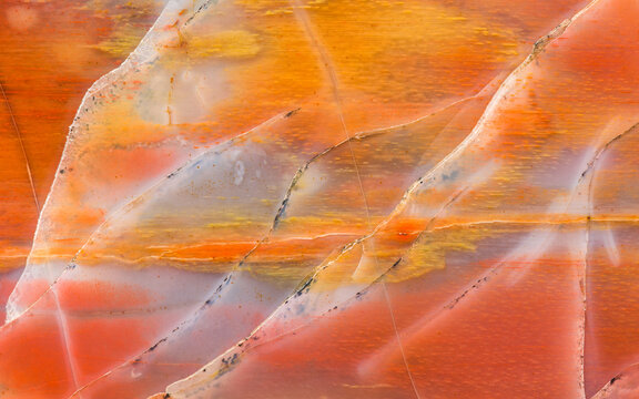 Arizona Petrified Wood Detail: 225 Million-Year-Old Fossil