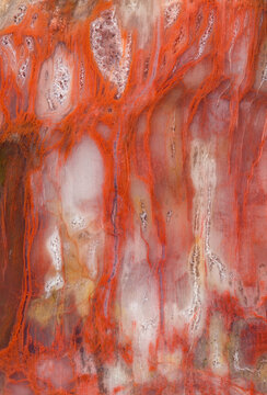Arizona Petrified Wood Macrophotography Details
