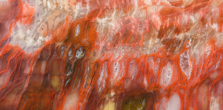 Intricate Detail of Arizona Petrified Wood Texture