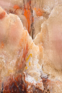 Arizona Petrified Wood Macrophotography Detail