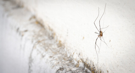 Nahaufnahme einer Spinne