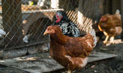 A flock of chickens foraging for food in a sunny backyard enclosure during the afternoon