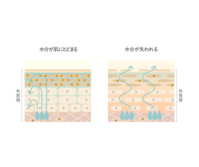 図版_肌図版_024_肌の水分