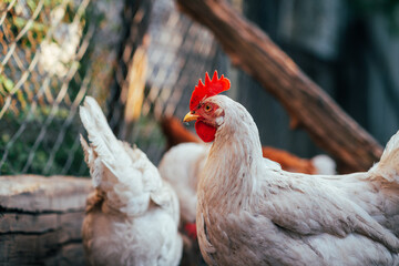 A flock of chickens foraging for food in a sunny backyard enclosure during the afternoon