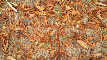 A carpet of dry autumn leaves, symbolizing seasonal change and the beauty of nature during fall, covers the ground