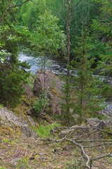 Karelia, Russia, July 11, 2024. The steep bank of a small river.  