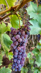 Close-up of a ripe grape cluster on the vine against lush foliage, representing agriculture and...