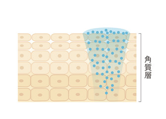 図版_肌図版_025_美容液の浸透