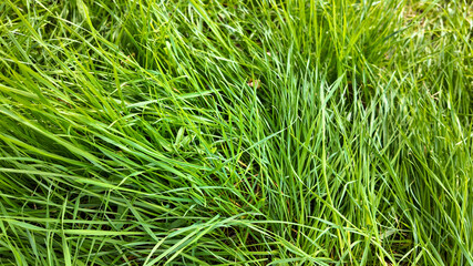 Close-up of lush, green grass symbolizing growth and renewal, perfect for concepts like eco-friendliness and spring gardening
