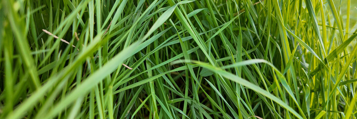 Fototapeta premium Close-up of vibrant green grass blades symbolizing growth and renewal, perfect for Earth Day and environmental concepts