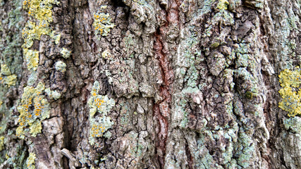 Close-up of tree bark with green and yellow lichens, symbolizing natural textures and biodiversity conservation themes