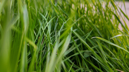 Close-up of vibrant green grass blades symbolizing growth and renewal, ideal for illustrating nature and Earth Day concepts