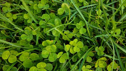 Fototapeta premium Vibrant green clovers nestled in lush grass symbolize luck and prosperity, ideal for St Patrick's Day celebrations