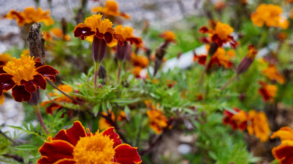 Vibrant marigold flowers, symbolizing life and celebration, bloom in a garden, often associated with Dia de los Muertos