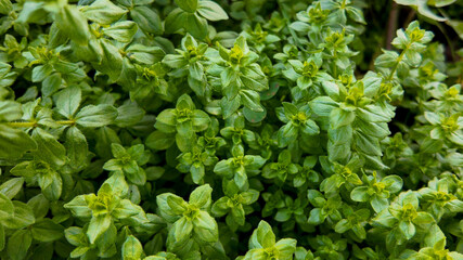 Lush green oregano leaves, symbolizing organic gardening and fresh cooking, perfect for...