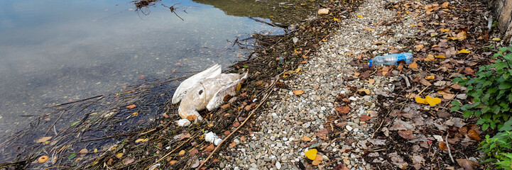 A dead swan lies among trash on a polluted lakeshore, highlighting environmental degradation and the urgent need for conservation