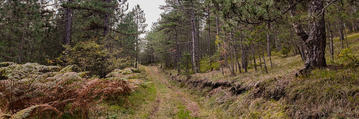 A serene forest path leads through lush trees in autumn, perfect for outdoor exploration and mindfulness during Thanksgiving