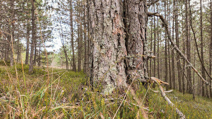 Close-up of a moss-covered tree trunk in a serene forest, representing nature conservation and Earth Day celebration