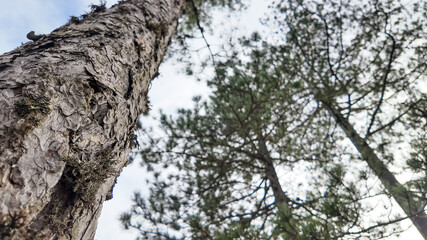Fototapeta premium Close-up view of towering pine trees stretching towards the sky, illustrating the concept of growth and environmental conservation