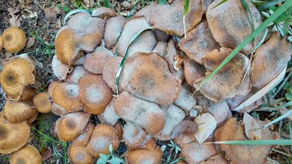 Cluster of wild mushrooms in a forest, symbolizing natural growth and foraging, ideal for autumn-themed presentations