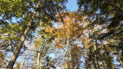 A vibrant autumn forest scene with colorful foliage, symbolizing the beauty of nature during the Fall season