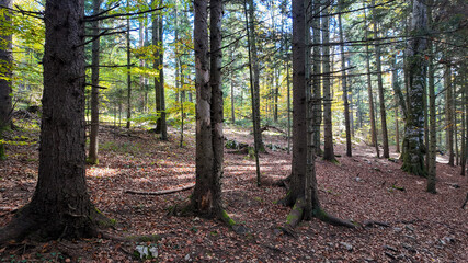 Obraz premium Sunlight filters through a serene, autumnal forest, capturing the essence of tranquility and nature's beauty during fall