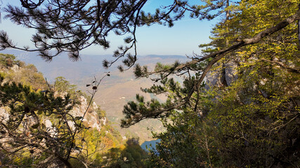 Scenic mountain landscape with lush pine trees, perfect for eco-tourism and escape from urban life, emphasizing Earth Day's natural beauty