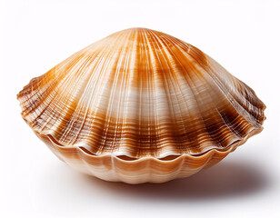Obraz premium A large, brown clam shell with intricate ridges and patterns