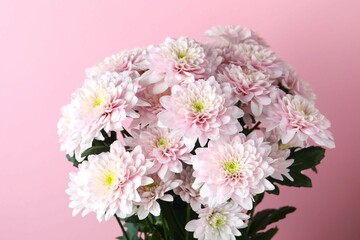Beautiful pink flowers on a colorful background