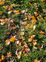 Autumn leaves on the garden grass. Yellow apple tree leaves	
