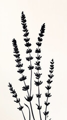 Obraz premium Lavender, detailed hand drawing of the line, botanical flower, medicinal herbs, light clean background. Generative AI