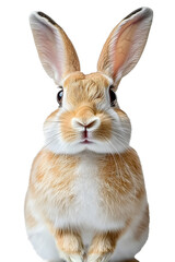 Obraz premium Studio portrait of a Mini Rex rabbit on a white background.