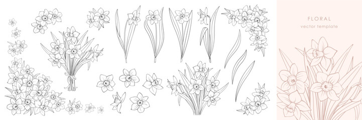 Daffodils or narcissus set, black outline isolated on white. Hand drawing line sketch of buds, single plant on stem, bouquet and corner frame. Vector clipart for Easter and spring floral design.