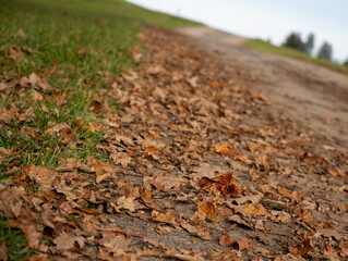 Herbstblätter am Wegrand