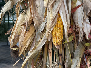Ear of corn peeking through dried autumnal leaves