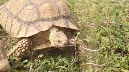 Tortoise in a Zoo