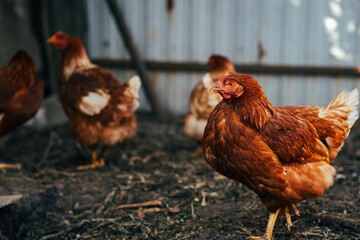 A brown chicken stands prominently in a farmyard, showcasing its vibrant feathers while other chickens wander softly in the blurred background on a sunny day.
