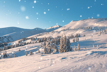 amazing mountain winter landscape with fir trees at dawn. natural Christmas background