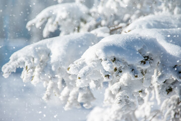 close-up of a snow-covered fir tree branch. natural Christmas background