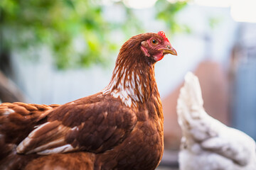A close-up view of a brown chicken in a rustic farmyard setting during daylight with other chickens in the background