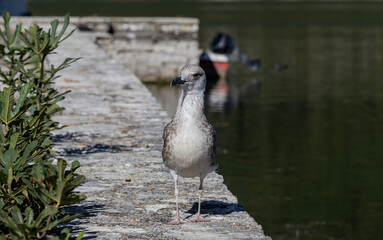 Fototapeta premium Big sea gull (Larus marinus) on a stone fence by the lake