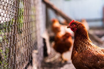A brown chicken stands prominently in a farmyard, showcasing its vibrant feathers while other...