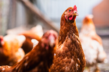 A brown chicken stands prominently in a farmyard, showcasing its vibrant feathers while other...