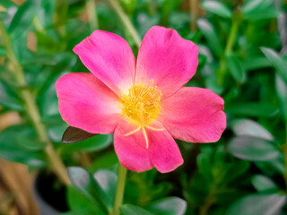 Portulaca oleracea flowers blooming pink in the garden