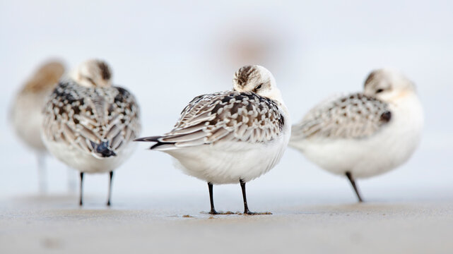 Sandpipers congregating on a serene beach