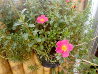 Portulaca oleracea flowers blooming pink in the garden